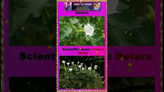 Datura datura flowers shorts trend viralvideo nanduram video reel ytshorts trending viral [upl. by Melina]