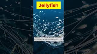 What REALLY Happens When a Jellyfish Stings You [upl. by Neerom]