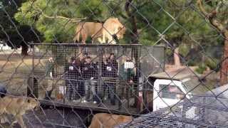 Lion Encounter Orana Wildlife Park [upl. by Wildee]