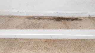 How To Clean MoldMildew From Carpet [upl. by Keviv17]