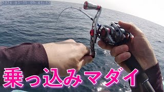 【タイラバampSLJ】三重県 乗っ込み真鯛調査！海の中では色んな魚が動き始めてます。 NEREIDのタベザカーリーで爆釣 [upl. by Ydorb]