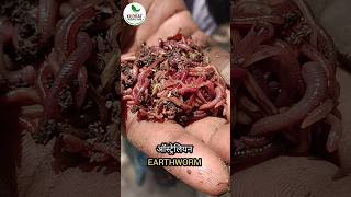 earthworms shorts shortsfeed shortsvideo kechua vermicompost farming organicagriculture [upl. by Hras]