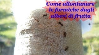 Come allontare le formiche dagli alberi di frutta [upl. by Aw51]