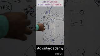 ATP Synthase [upl. by Remington664]