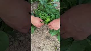 Proper Pruning of Mooli Plant Leaves MooliCare GardeningTips [upl. by Ivette]