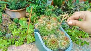 540 Easy Way to Propagate Cactus Mammillaria fishhook Succulent Davao [upl. by Nnahs]