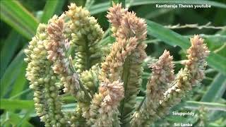 How to grow Eleusine coracana [upl. by Hawkins]