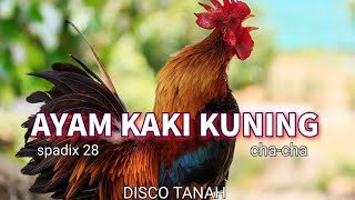 AYAM KAKI KUNING  SPADIX 28 CHACHA DISCO TANAH [upl. by Enirehtak]