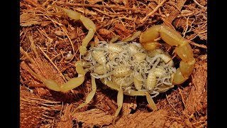 Cyprus endemic scorpion with babies  Mesobuthus cyprius  Κυπριακός σκορπίος   Cyprus [upl. by Dreeda]