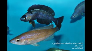 Cyprichromis microlepidotus Kiriza quotBlackquot [upl. by Nutter477]