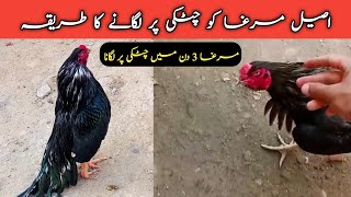 Aseel Murga Ko Chutki Par Lagane Ka Tarika  Murga Ko Chutki Per Laane Ka Tarika aseel rooster [upl. by Nyladam]