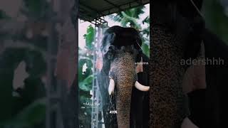 Olarikara kalidasan status video💔 olarikarakalidasan olarikkara elephant [upl. by Mahon8]