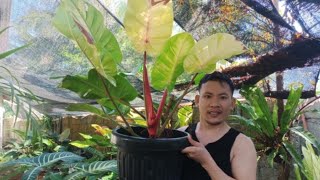 Planting Time of TRICOLOR PHILODENDRON TIPS OF GROWING PHILODENDRONS [upl. by Annahsal]