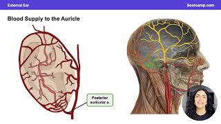 Anatomy of the External Ear  Head amp Neck Anatomy  Med School Bootcamp [upl. by Sukey]