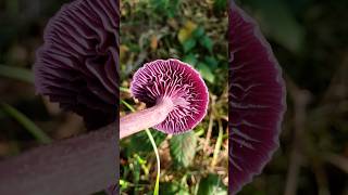 How to Identify the Amethyst Deceiver mushroom wildfood [upl. by Levinson134]