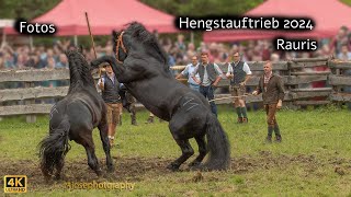 Hengstauftrieb 2024 Rauris Dias [upl. by Tyree]