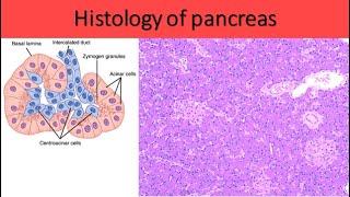 Identification of histology slide  how pancreas looks under microscope [upl. by Hutson]