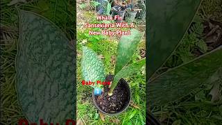 Whale Fin Sansevieria Plant With New Baby Plant whalefin sansevieria PlantImelda Ingram USA [upl. by Anoif353]