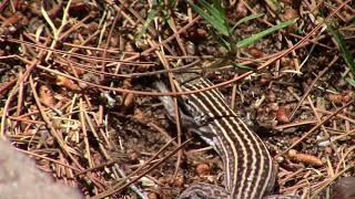 New Mexico Whiptail Lizard [upl. by Miof Mela]