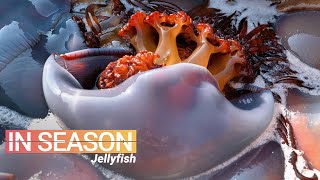 How Jellyfish is Eaten in China  In Season S1E5 [upl. by Ahsinelg587]