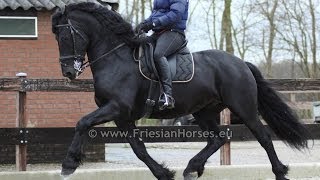 Friesian Horse Baroque dressage and driving stallion [upl. by Neeruam]