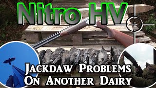 Nitro HV Jackdaw Problems On Another Dairy [upl. by Attalie210]