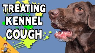 Kennel Cough In Dogs Home Treatment or Antibiotics [upl. by Lybis111]