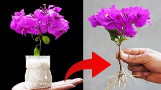 CREATE a FLOWER FOREST from a SINGLE Bougainvillea Branch in RECORD TIME [upl. by Bandeen536]