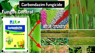 Carbendazim fungicide fungal Control सबसे Best fungicide fungus control Agriculture [upl. by Leavelle]