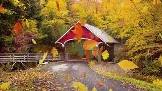 Peaceful music Relaxing music Instrumental music quotAutumn Leaves Tim Janis [upl. by Sidwel458]