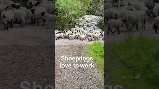 Talented BORDER COLLIE sheepdog moving a lot of sheep bordercollie sheepdog [upl. by Chapell]