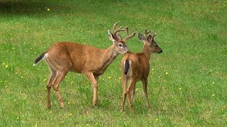 Affectionate two male deer in the animal kingdom [upl. by Ynohtona]