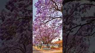 Stunning Jacaranda trees💜💜💜 Blair Athol adelaide [upl. by Humo191]