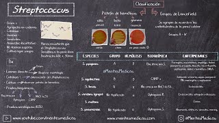 Streptococcus  Estreptococos ¡FÁCIL EXPLICACIÓN  Mentes Médicas [upl. by Graehl]