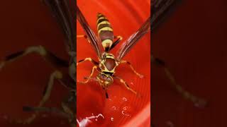 The Lethal bug  The Executioner Wasp the most powerful sting of all creatures [upl. by Martin515]