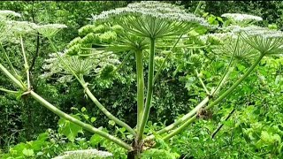 Dangers of giant hogweed plant [upl. by Eidna699]