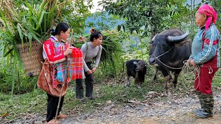 Harvest elephant grass to sell cook a meal and enjoy  Thao Thi Ket free life [upl. by Walters]