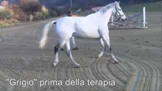 Cavallo con rottura del legamento collaterale  Cellule staminali del sangue [upl. by Plato]