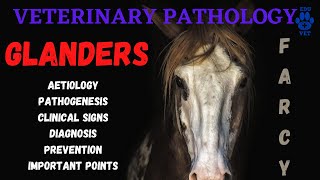 Glanders Equine Farcy  Aetiology  Pathogenesis  Symptoms amp Diagnosis [upl. by Ahsoj]