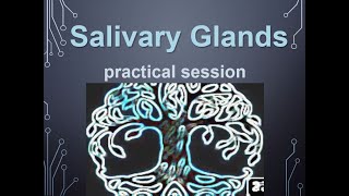 Salivary glandsHistology practicalIntroduction [upl. by Hcirdeirf]