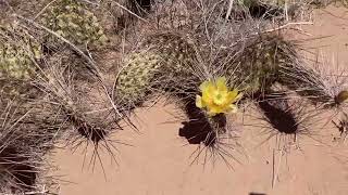 Opuntia sp  Ascención Chihuahua [upl. by Rida161]