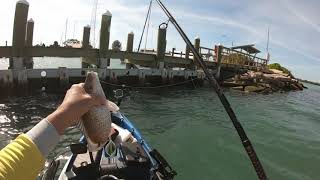 lots of fish in Sarasota bay pompano mangrove snapper flounder spotted seatrout sheepshead [upl. by Bully335]