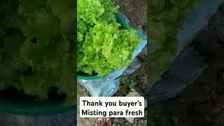 checkout my hydroponically grown lettuce [upl. by Sherri]