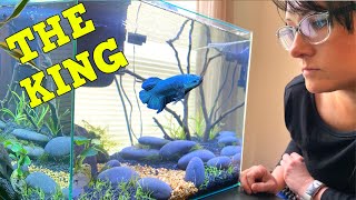 The Perfect KINGGIANT BETTA Aquarium [upl. by Socha400]