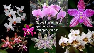 Native phalaenopsis species of the Philippines [upl. by Olecram422]