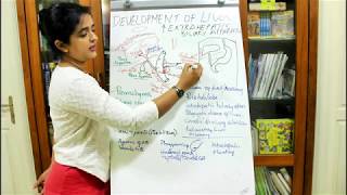 DEVELOPMENT OF THE LIVER AND THE EXTRAHEPATIC BILIARY APPARATUSEMBRYOLOGYDR ROSE JOSE MD [upl. by Einnok]