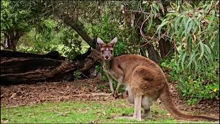 MOST IMPORTANT Animals on Australia [upl. by Erastes]