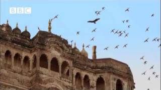 Awesome Buzzard hunting pigeons EARTHFLIGHT [upl. by Oxford151]