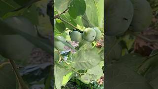 American Persimmon Ripening Near You fruittrees gardeningtips backyardgardening [upl. by Ephrayim]