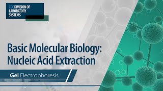 Basic Molecular Biology Nucleic Acid Extraction – Gel Electrophoresis [upl. by Judsen]